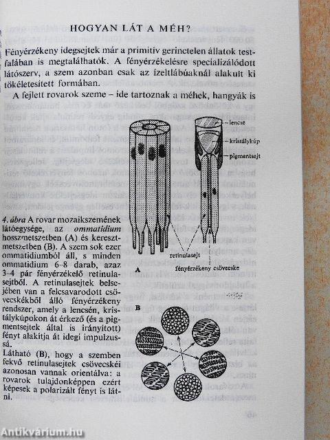 Az idegsejttől a gondolatig