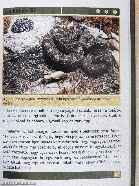 Mit kell tudni a hüllőkről?