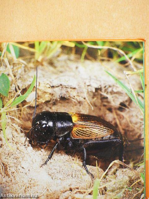 Insekten und Spinnen