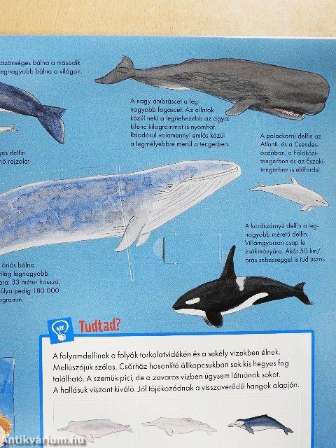 Bálnák és delfinek