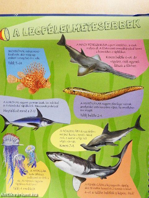 Zseblámpával a tenger alatt