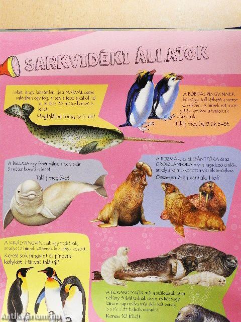 Zseblámpával a tenger alatt