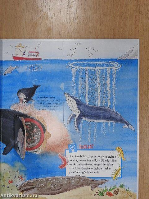 Bálnák és delfinek