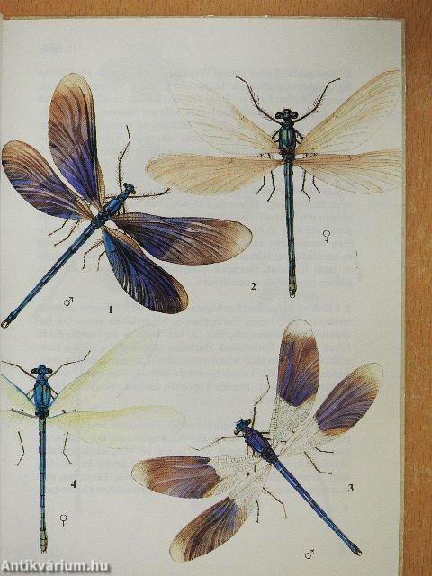 Szitakötők, kérészek, hangyalesők