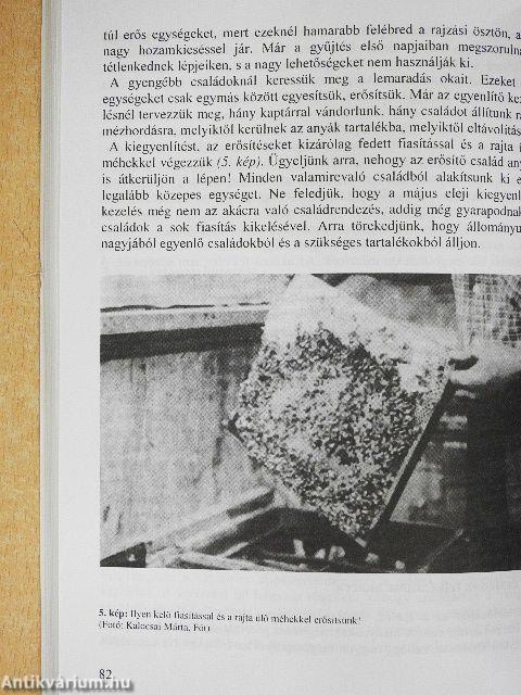 A méhészkedés 12 hónapja
