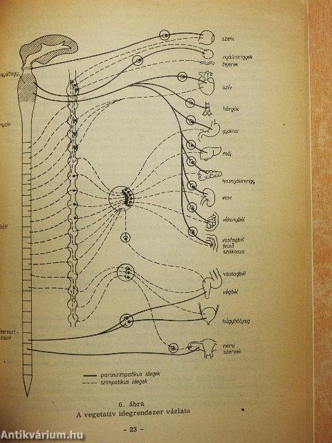 Anatómia és élettan