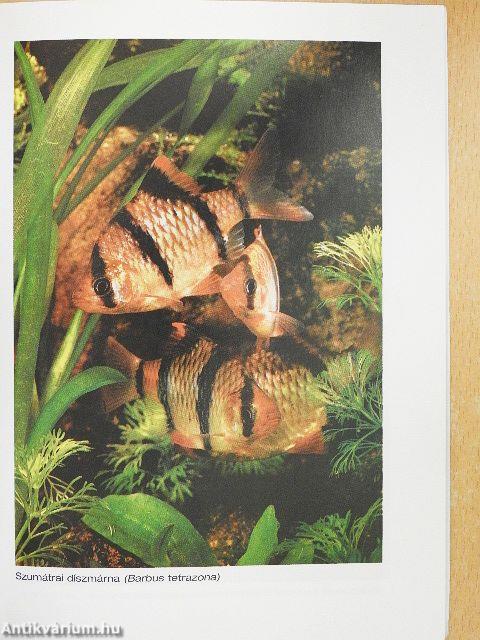 A legkedveltebb díszhalak