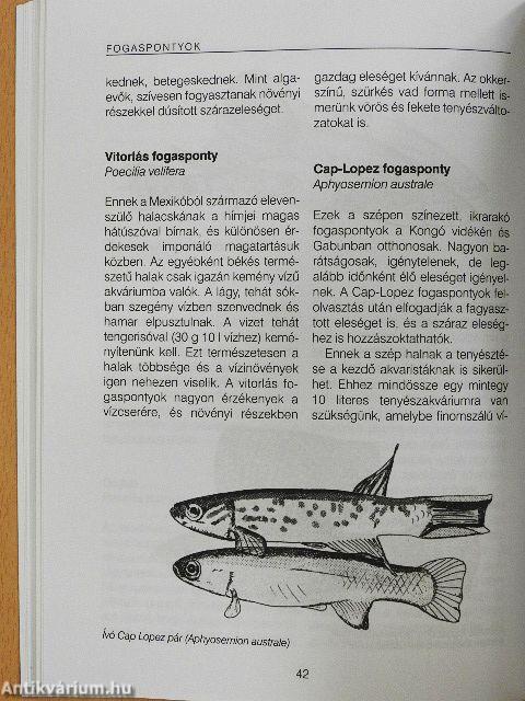 A legkedveltebb díszhalak