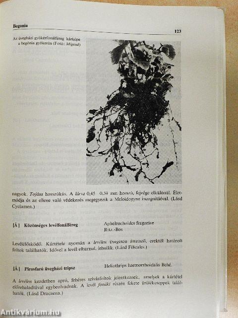 Dísznövényvédelem