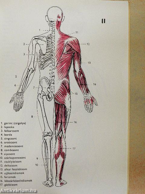 Elsősegélynyújtás