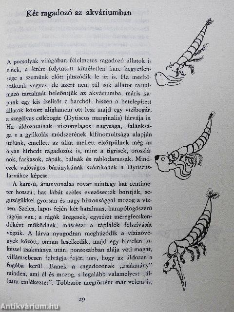 Salamon király gyűrűje