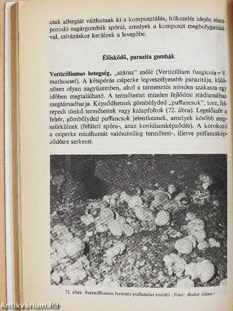 A csiperke és más gombák háztáji termesztése