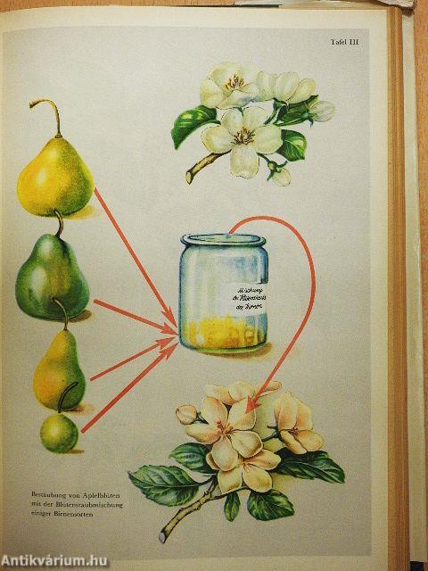 Der junge Naturforscher