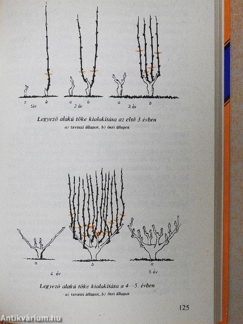 Tavasztól tavaszig a szőlőben