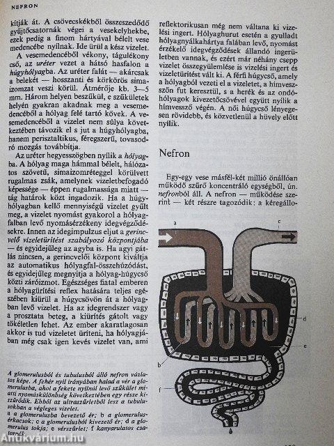 Orvos a családban