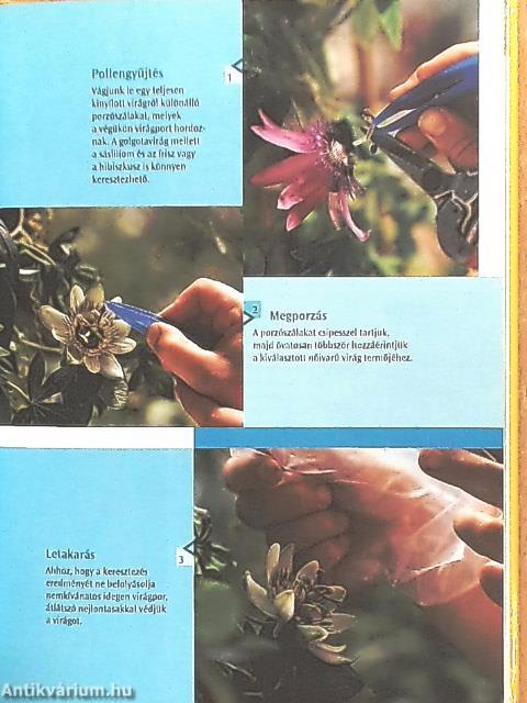 Növények szaporítása