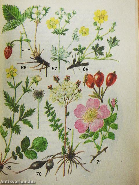 Kis növényhatározó rendszertani és ökológiai tájékoztatóval