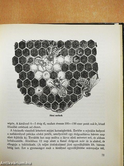 Építőművészek az állatvilágban