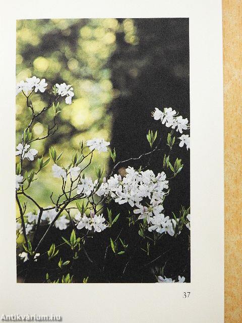 Du spannst den Himmel aus wie ein Zelt