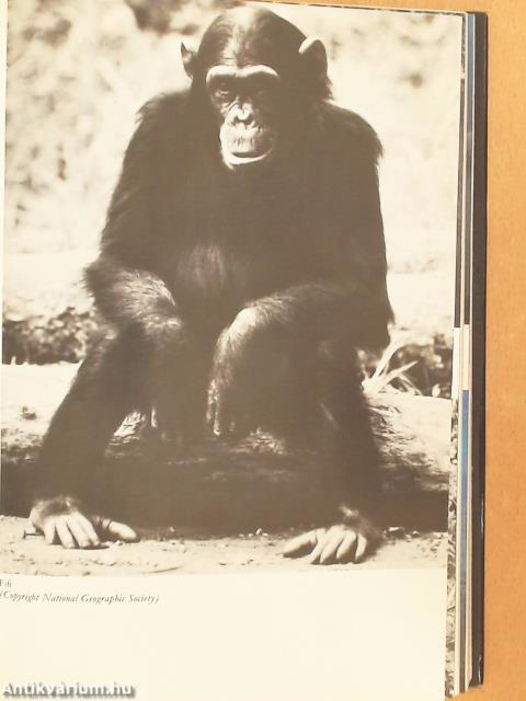 Az ember árnyékában