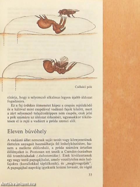 Hogyan vadásznak az állatok?