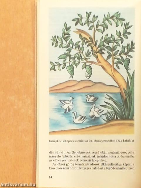Emberősök, ősemberek