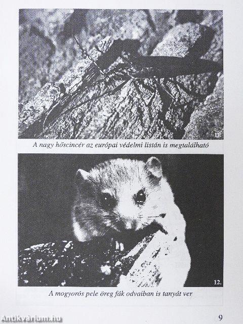 Élővilág a kisvasút mentén