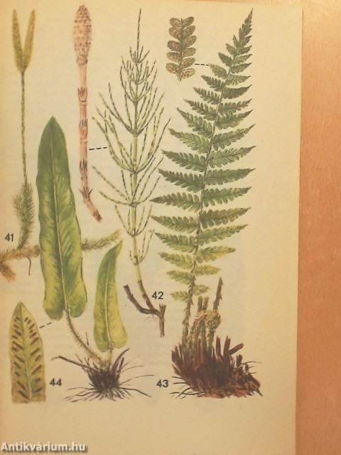 Kis növényhatározó rendszertani és ökológiai tájékoztatóval