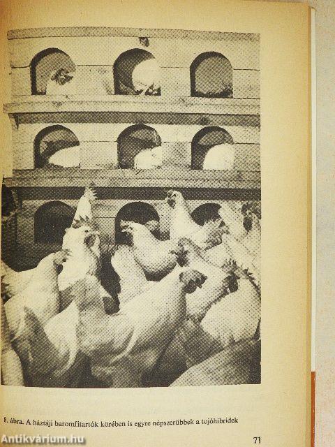 Baromfi a ház körül