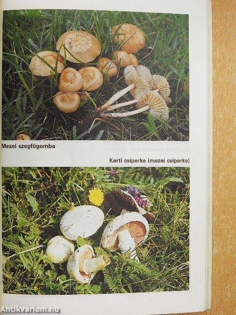 Gombagyűjtési útmutató