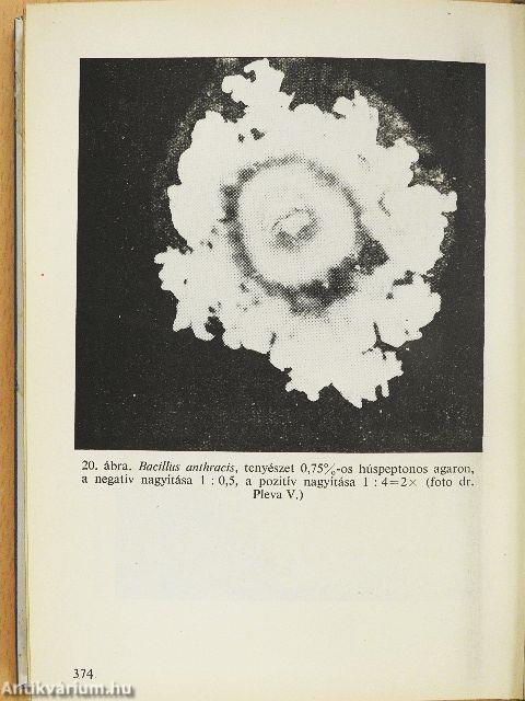 Baktériummeghatározó kulcs