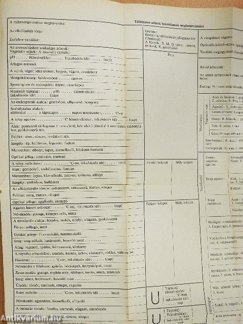 Baktériummeghatározó kulcs