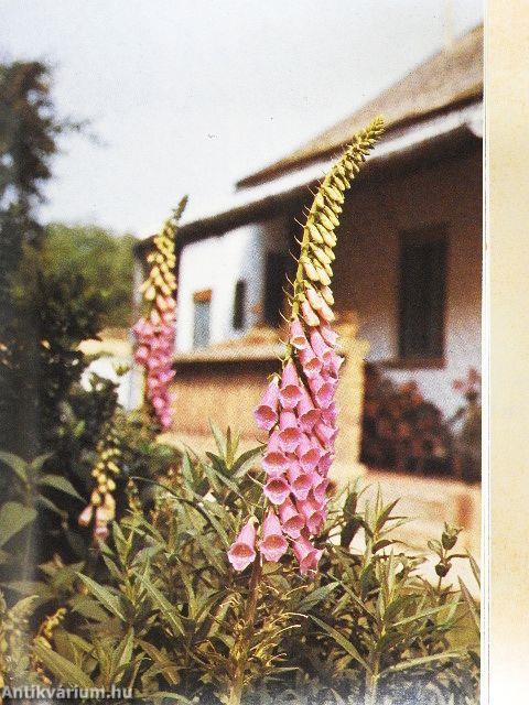 Házikerti kézikönyv