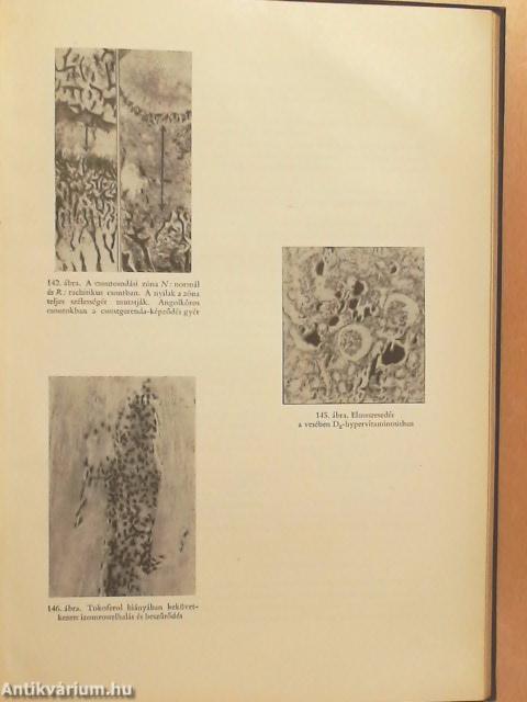 A kórélettan tankönyve