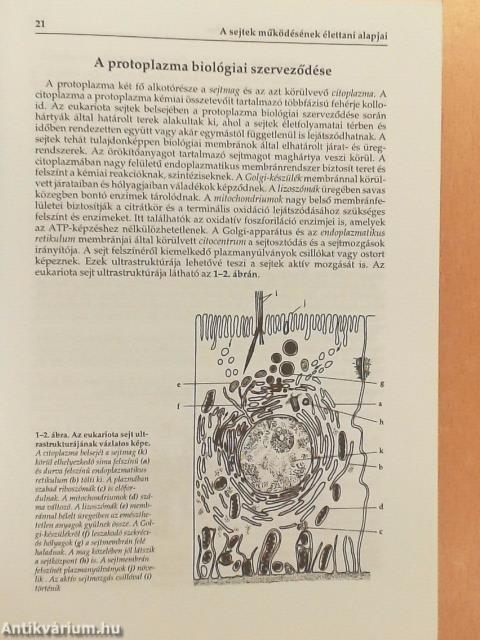 Élettan-kórélettan