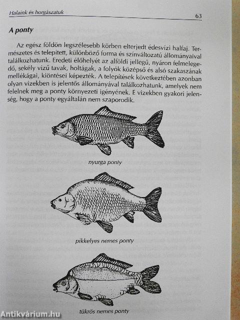 Horgászati alapismeretek