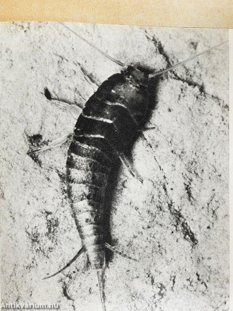 Képes állatvilág I-II.