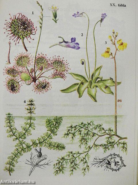 Különös növények