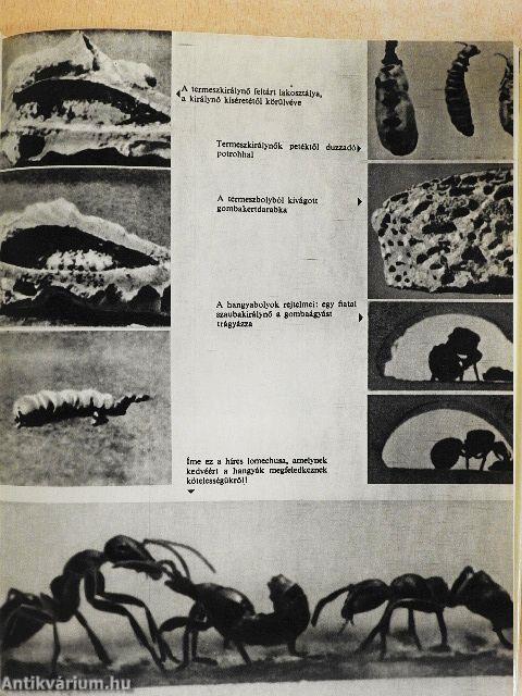 Még a krokodilusnak is van barátja...