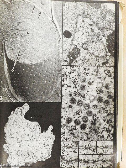 Ultrastructure and the Biology of Plant Cells