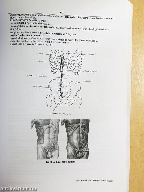 Anatómia-élettan jegyzet