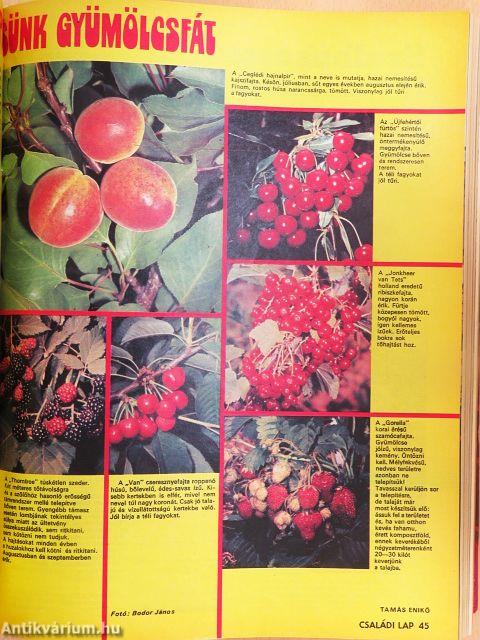 Családi Lap 1983-1985. (vegyes számok) (32 db)