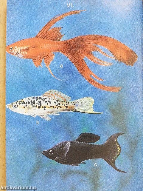 Elevenszülő fogaspontyok