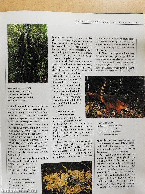 Mysteries of the Rain Forest