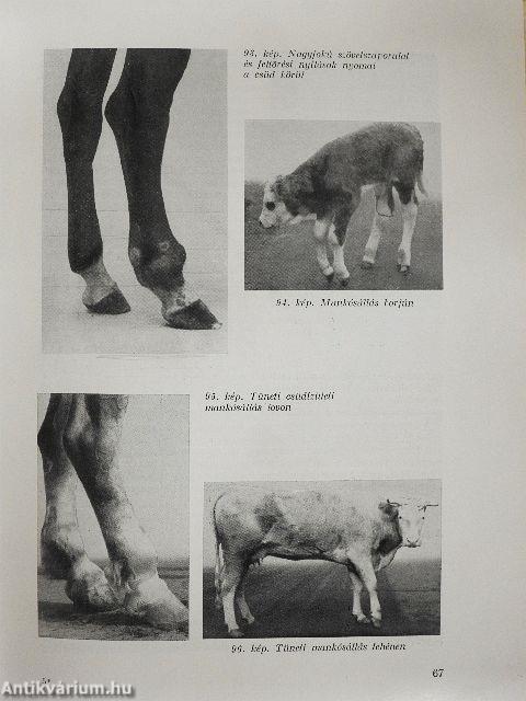 Állatorvosi általános sebészet