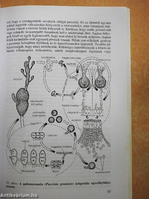 A mikológia alapjai
