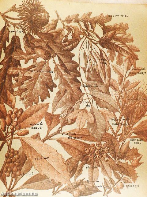 Kertbarát Magazin 1982. ősz