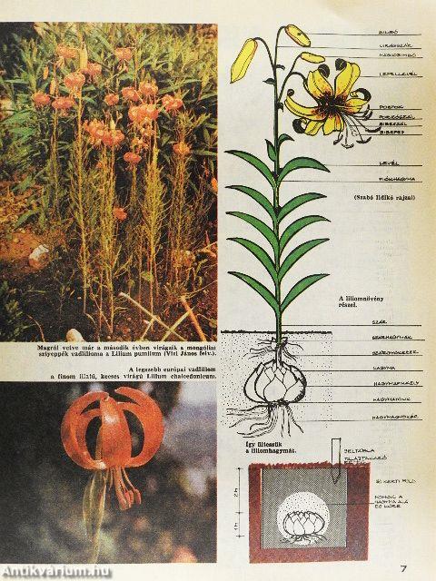 Kertbarát Magazin 1983. tavasz