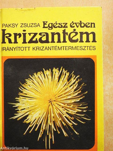 Egész évben krizantém