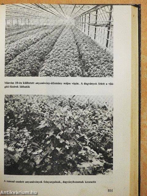 Egész évben krizantém